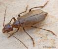 Vesperus strepens