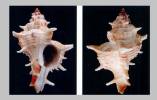 Hexaplex varius clausii