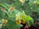 Lathyrus transsilvanicus - hrachor sedmihradský