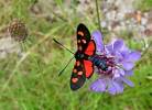 Zygaena angelicae