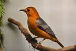 Cossypha natalensis - Red-capped Robin-chat