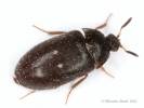 Attagenus pellio
