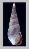 Naytia granulosa