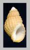 Tritia frigens