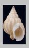 Tritia denticulata