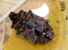 Protaetia cuprea obscura