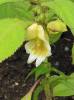 Impatiens scabrida - netýkavka drsná