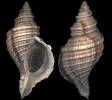 Neptunea excelsior