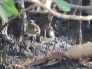 Rostratula benghalensis - Greater Painted-snipe