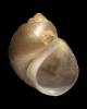 Lithoglyphus naticoides - Gravel Snail