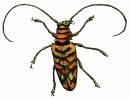 Sternotomis pulchra