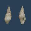 Drillia annielonae