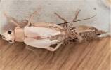 Acheta domesticus - cvrček domácí