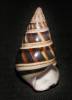 Liguus fasciatus goodrichi