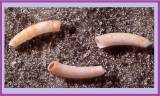 Caecum crebricinctum