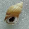 Buccinum crenatum