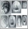 Septaria tesselata
