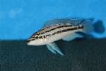 Julidochromis dickfeldi - cichlidka Dickfeldova
