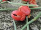 Ephedra monosperma - chvojník menší