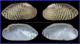 Scabies crispata