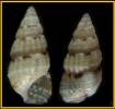 Cerithium zebrum
