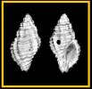 Orania xuthedra
