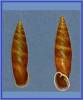 Oospira obesa