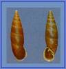 Oospira abbreviata