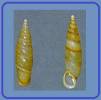 Oospira alticola