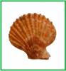 Talochlamys dichroa