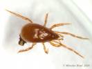 Pergamasus longicornis - savenka dlouhorohá