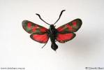 Zygaena trifolii