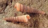 Cerithiopsis emersoni