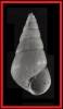 Odostomia acuta