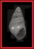 Megastomia conoidea - pyramidelka homolicovitá