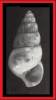 Odostomia acuta