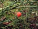Ephedra saxatilis