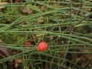 Ephedra saxatilis