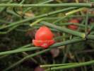 Ephedra saxatilis