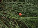 Ephedra saxatilis
