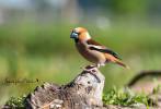 Coccothraustes coccothraustes coccothraustes - dlask tlustozobý evropský