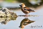 Coccothraustes coccothraustes coccothraustes - dlask tlustozobý evropský