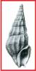 Drillia aerope