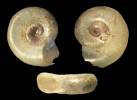 Gyraulus parvus - kružník malý