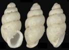 Carychium zarzaae