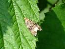 Syricoris lacunana - obaleč jahodníkový
