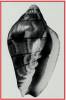 Glabella lucani