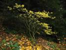 Hamamelis virginiana - vilín virginský