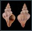 Coralliophila rubrococcinea