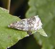 Orthotaenia undulana